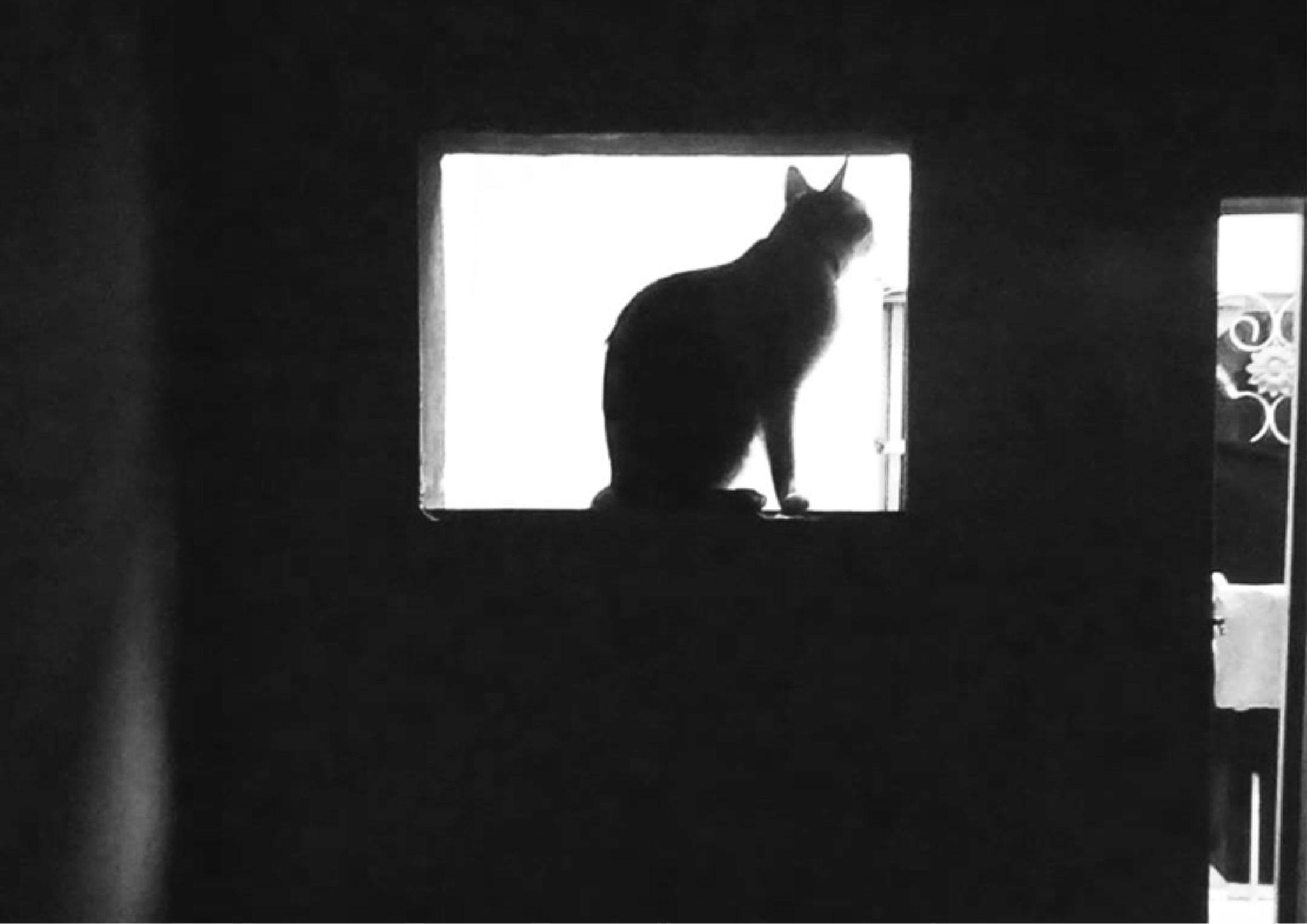 Felino
