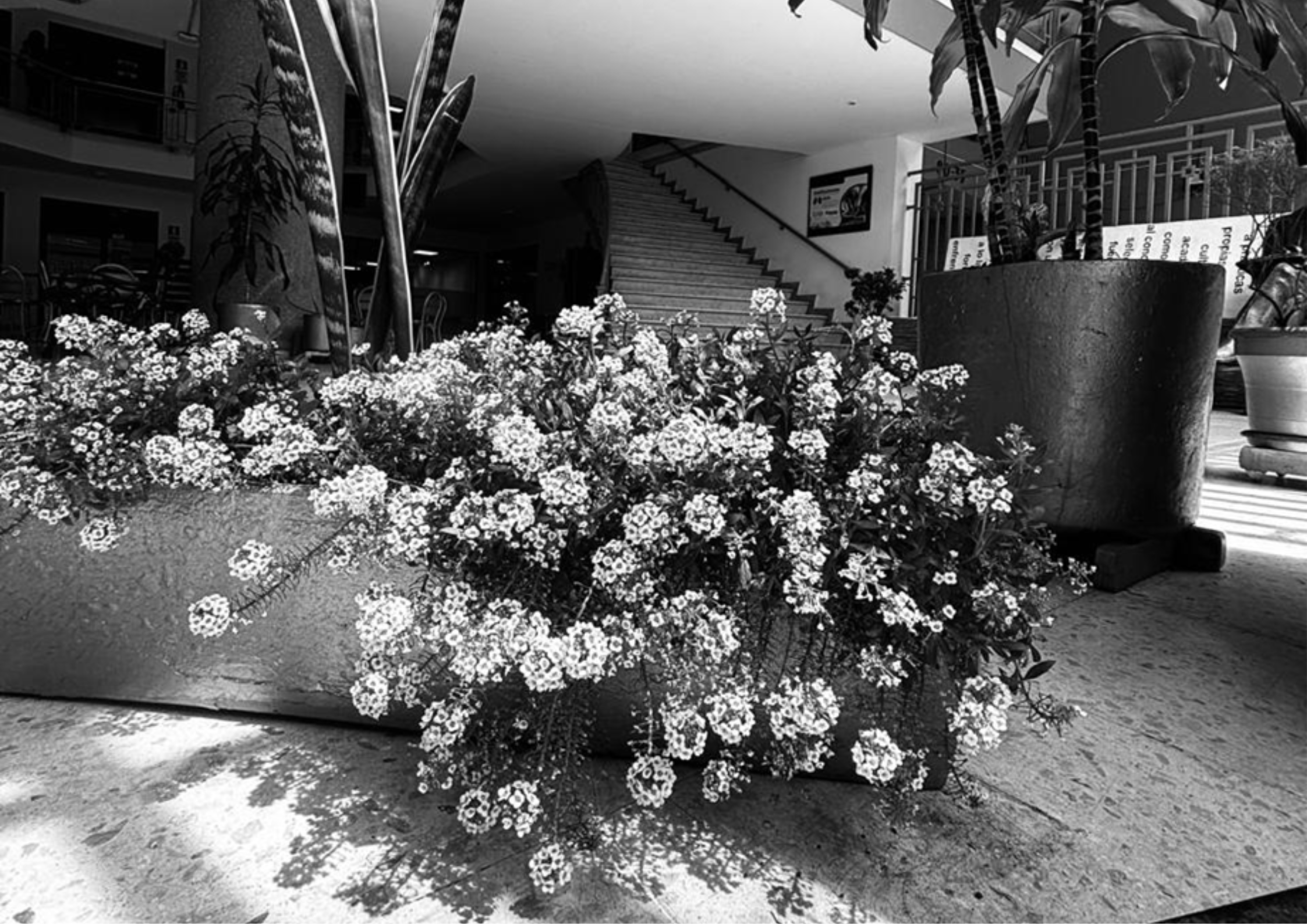 Flores
